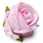 The Rose Lover's Gift Box Bloomgasm - Pink - Image 8