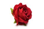 The Rose Lover's Gift Box Bloomgasm - Red - Image 2